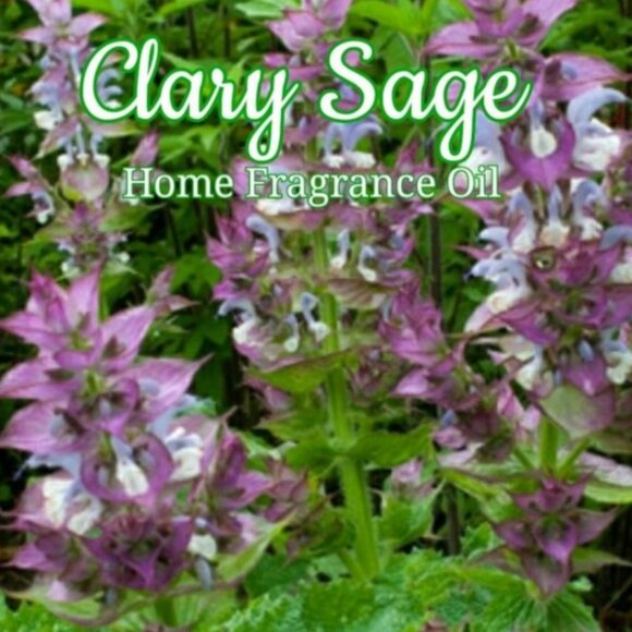 Aromatherapy Oil Diffuser Oil Home Fragrance Oil SAGE Bundle - Picture 6 of 11